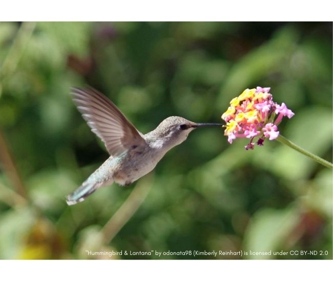 Ask a Naturalist: What do hummingbirds eat?