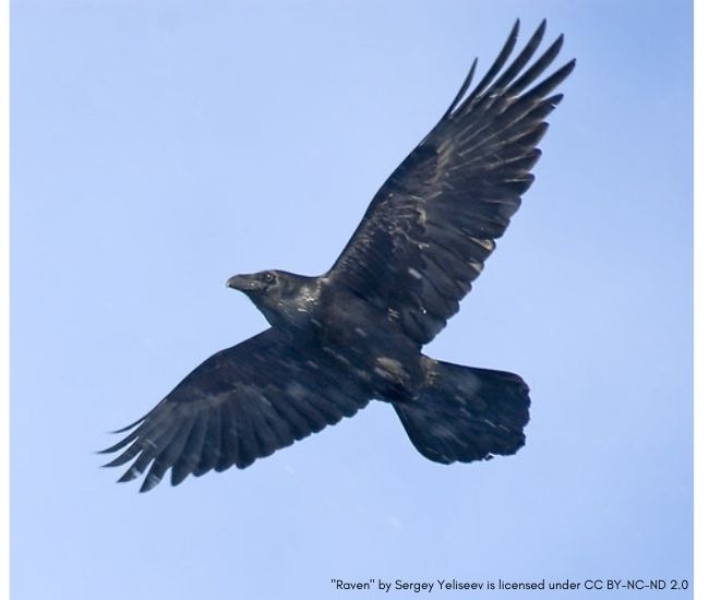 Ask a Naturalist: What is the difference between a raven and a crow?