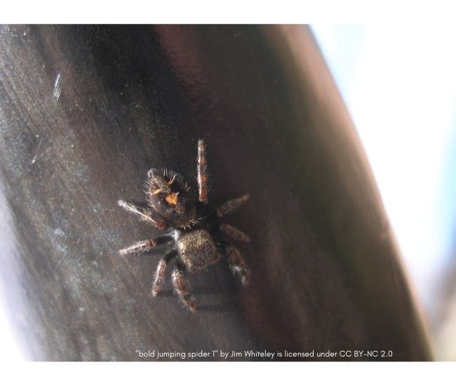 Ask a Naturalist: Are spiders insects?