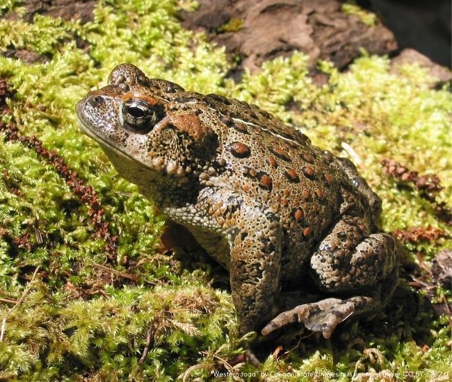 IUCN Red List: Amphibians in Danger