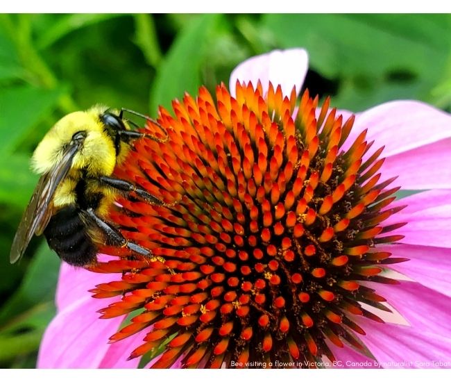 IUCN Red List: Bees Threatened