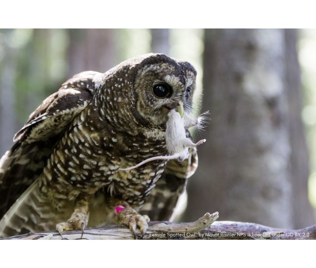 IUCN Red List: California Spotted Owl at Risk