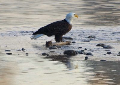 Bald Eagle at Effie Yeaw