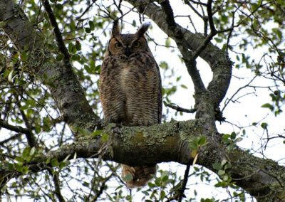 Great Horned Owl at Effie Yeaw
