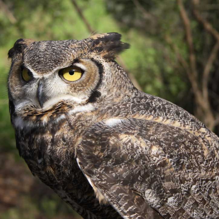 Echo, the great horned owl