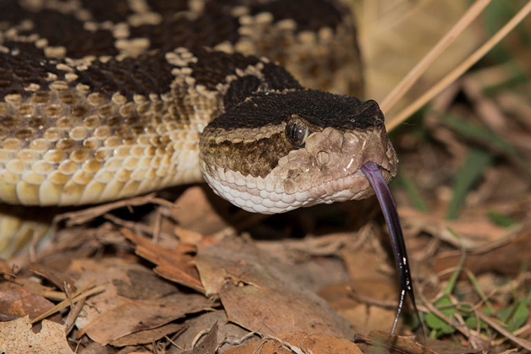 Natoma, the Northern Pacific Rattlesnake