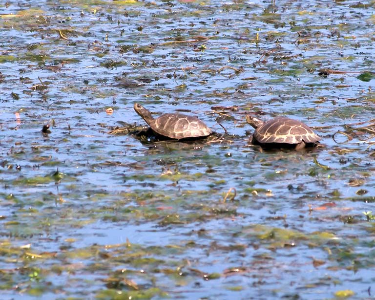 Two Western Pond Turtles at Effie Yeaw